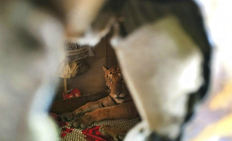 Captan a tigre relajado en la cama tras irrumpir en la casa de una familia