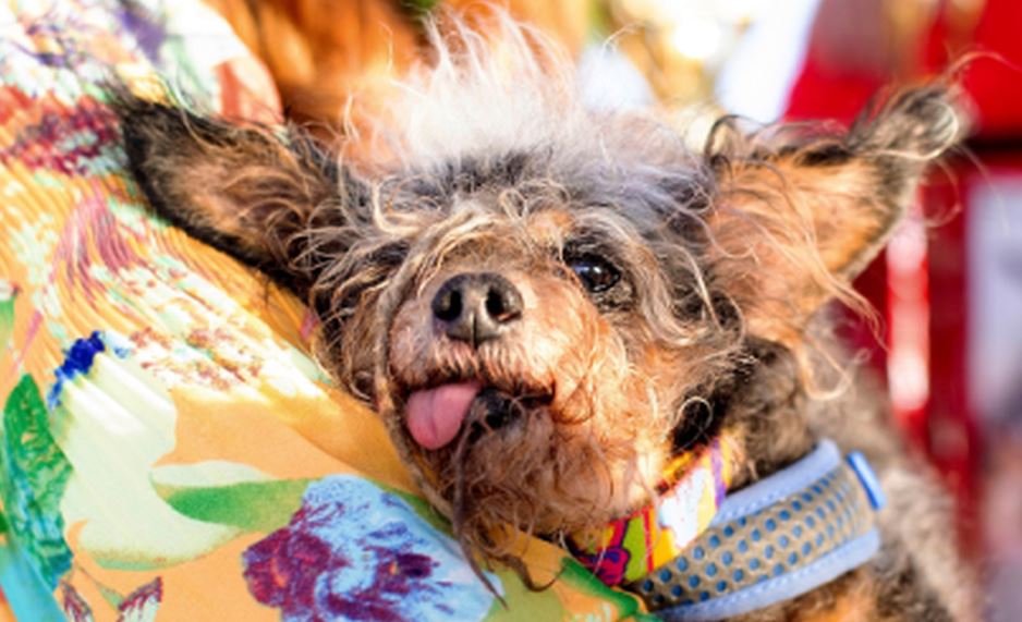 ¡Feliz Día del Perro! 21 de julio
