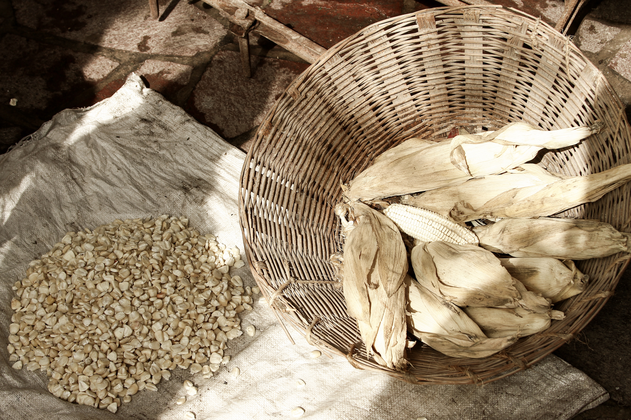 Celebran el maíz y la tortilla en Santa Ana Tepetitlán