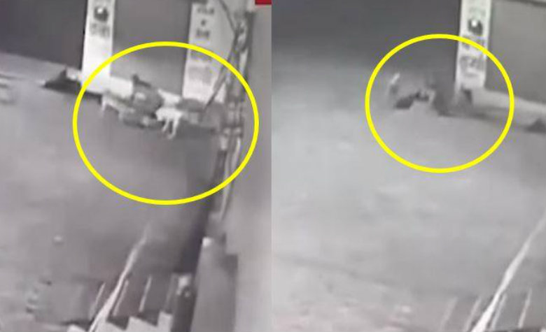 Perritos callejeros rescatan a recién nacida de un drenaje [VIDEO]