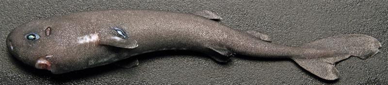 Identifican nueva especie de tiburón que brilla en la oscuridad