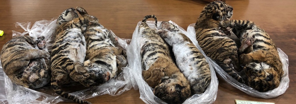 Hallan 7 cachorros de tigre congelados dentro de auto en Vietnam