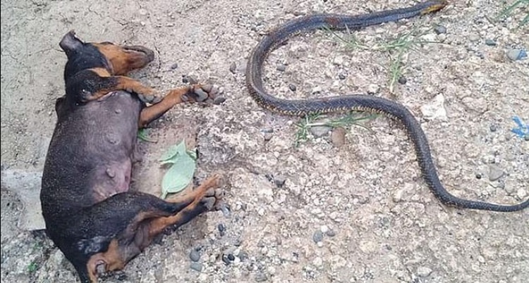 Perrita muere y otra queda ciega tras salvar a bebé de la mordedura de una cobra [VIDEO]