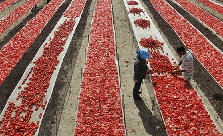 EU busca inspeccionar camiones de jitomate mexicano en la frontera: acusan productores
