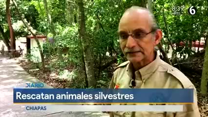Telediario noticia Prezosos deambulan en la vía pública