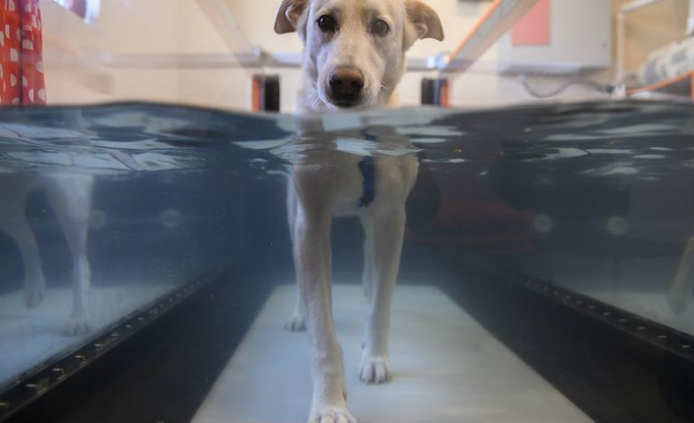 En Estados Unidos, muchas mascotas son tratadas como humanos