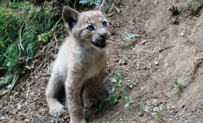 Nace primer lince boreal en el Pirineo en cien años