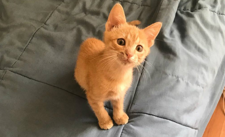 Celebran el día internacional de gato ?