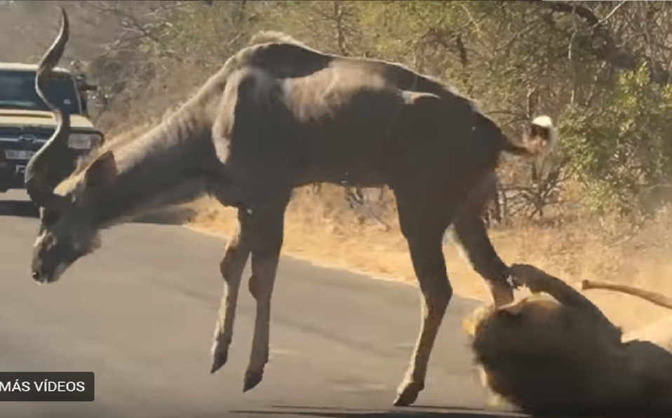 VIDEO: Captan pelea mortal entre león y antílope