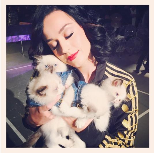 ¿Adoras los gatos? ? Estos famosos también