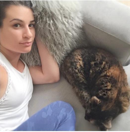 ¿Adoras los gatos? ? Estos famosos también