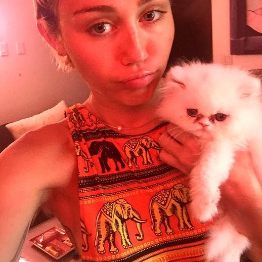 ¿Adoras los gatos? ? Estos famosos también