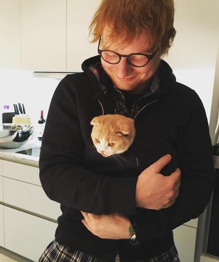 ¿Adoras los gatos? ? Estos famosos también