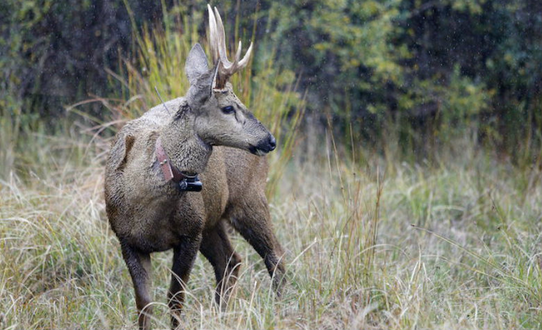 Reserva natural en Chile rescata ciervo austral en peligro de extinción