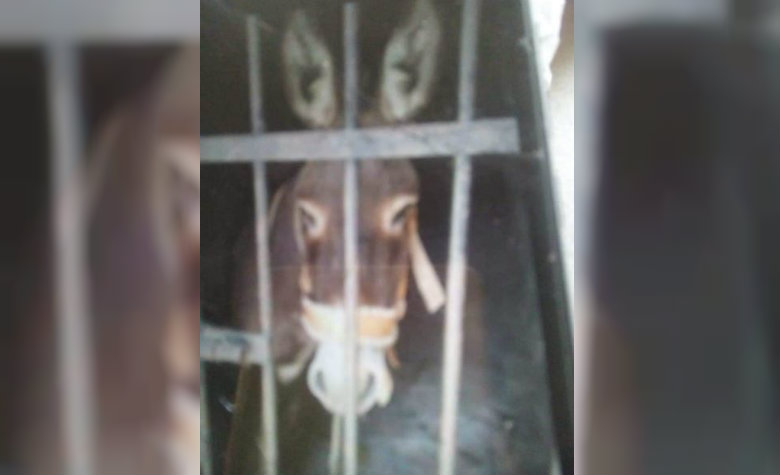 Meten a la cárcel a burro; dueños no pagaron impuestos