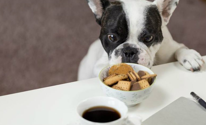Cinco errores que le pueden costar la vida a tu mascota