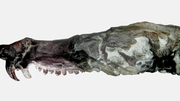 Descubren fósil similar a la 'ardilla' de 'La Era de Hielo'