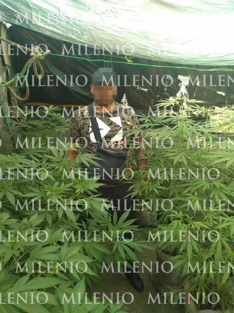 Plantíos de marihuana: el Cártel de Tláhuac tenía algunos en CDMX
