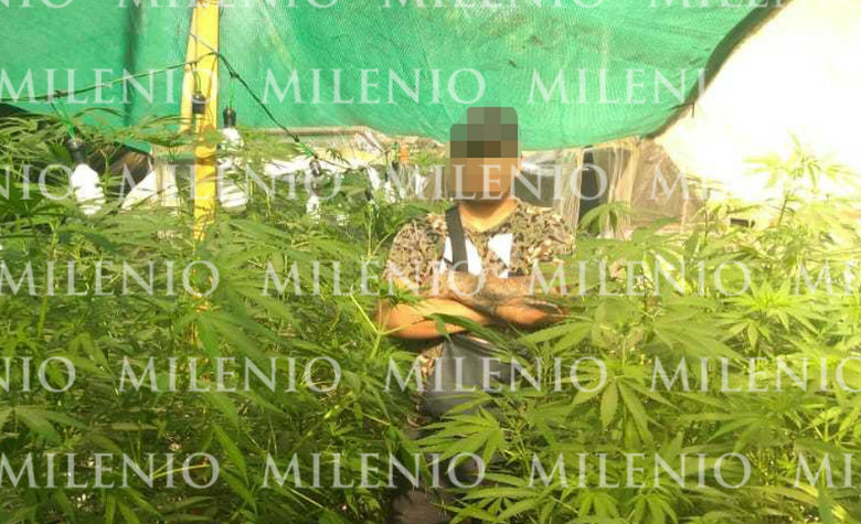 Plantíos de marihuana: el Cártel de Tláhuac tenía algunos en CDMX
