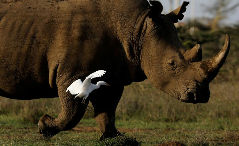 Científicos logran fecundar óvulos de últimos rinocerontes blancos del norte