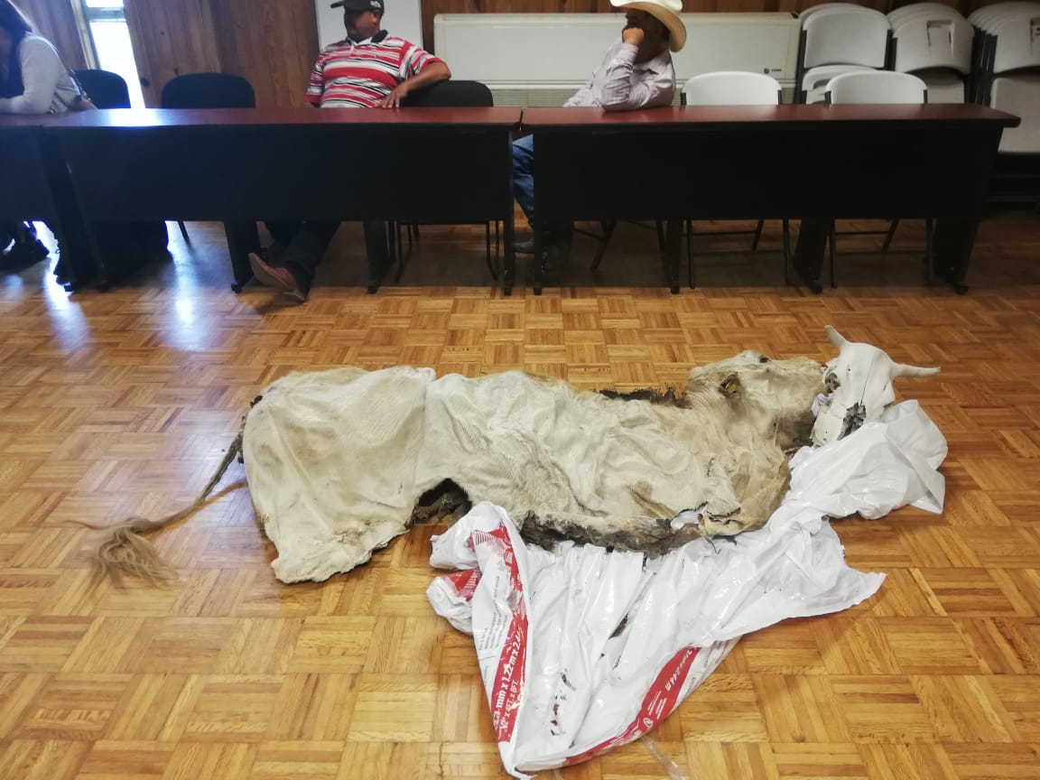 Con el cadáver de una vaca, solicitan a SADER recursos para combatir la sequía