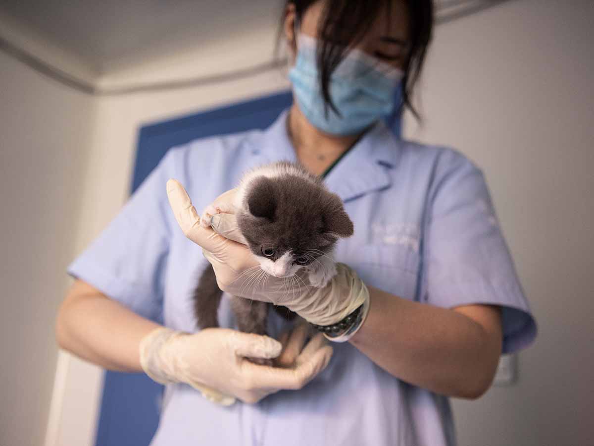 “Ajo”, el primer gatito clonado por una empresa China