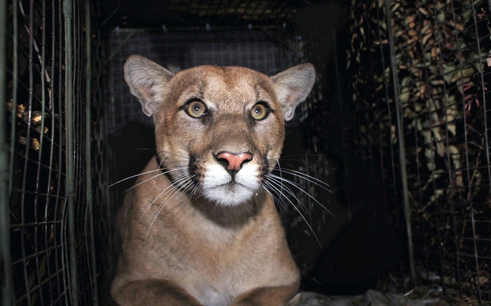 Puma muere tras ser atropellado al cruzar autopista en Los Ángeles