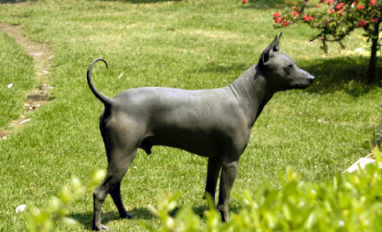 Xoloitzcuintles; chihuahuas y calupohs: los perros más mexicanos