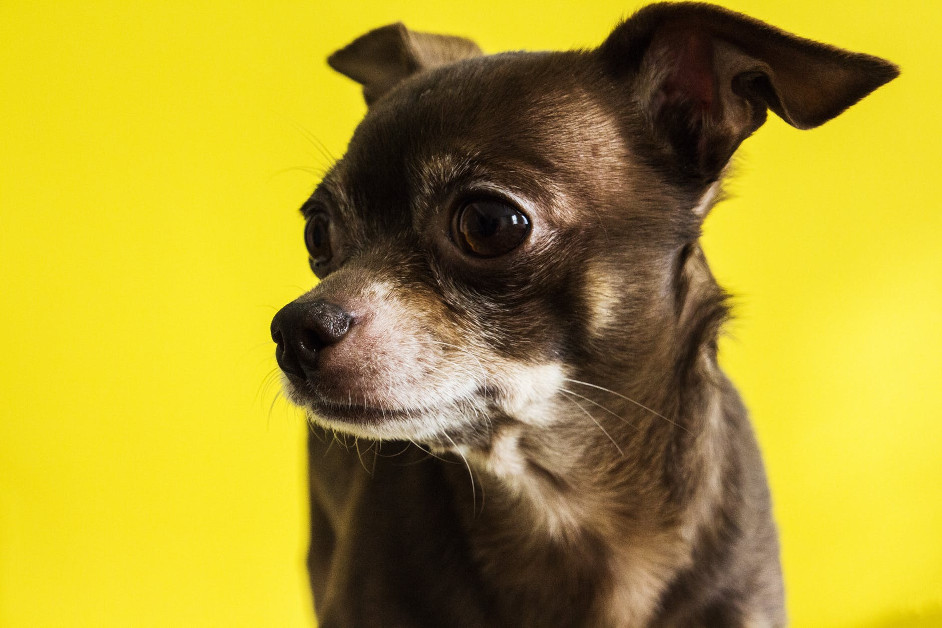 Xoloitzcuintles; chihuahuas y calupohs: los perros más mexicanos