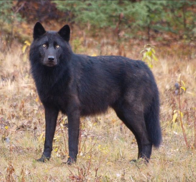 Xoloitzcuintles; chihuahuas y calupohs: los perros más mexicanos