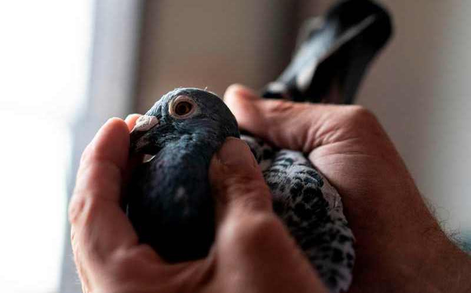Hombre vende palomas en más de 1 millón de dólares