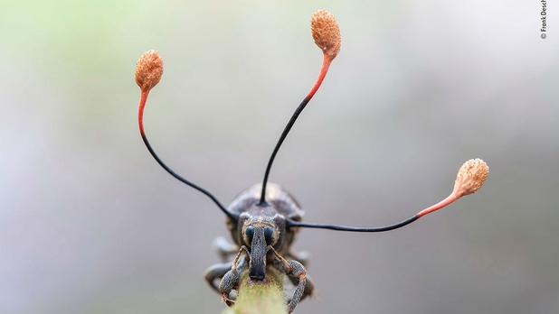 Las más increíbles imágenes del concurso 'Mejor Fotógrafo Vida Silvestre' [GALERÍA]