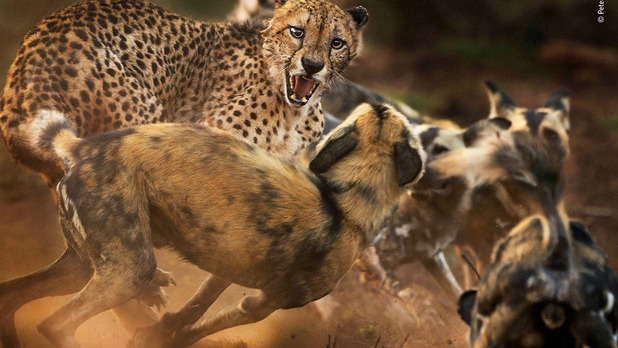 Las más increíbles imágenes del concurso 'Mejor Fotógrafo Vida Silvestre' [GALERÍA]