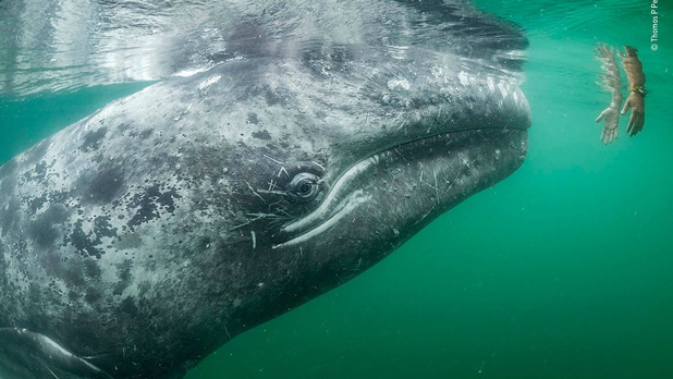 Las más increíbles imágenes del concurso 'Mejor Fotógrafo Vida Silvestre' [GALERÍA]