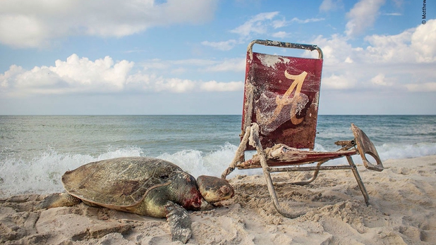 Las más increíbles imágenes del concurso 'Mejor Fotógrafo Vida Silvestre' [GALERÍA]