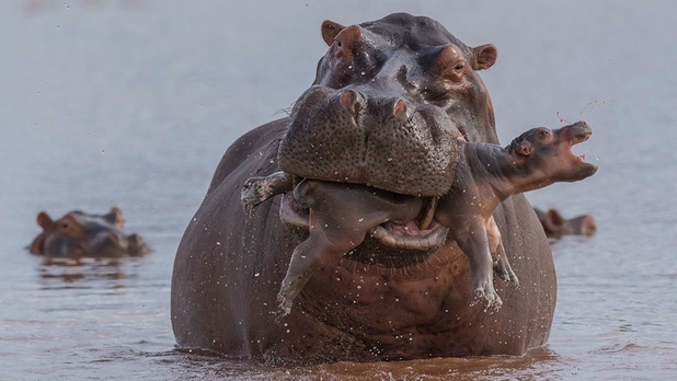 Las más increíbles imágenes del concurso 'Mejor Fotógrafo Vida Silvestre' [GALERÍA]