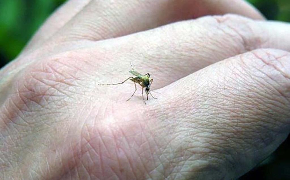 Mueren dos personas por dengue en Oaxaca
