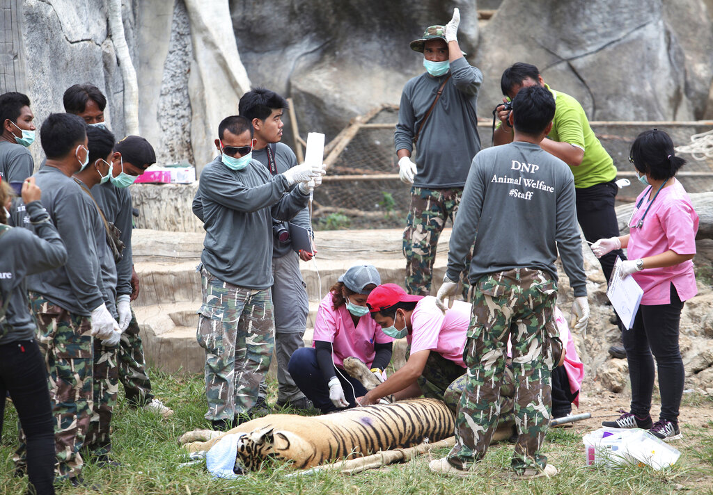 Mueren 86 tigres rescatados en templo budista de Tailandia