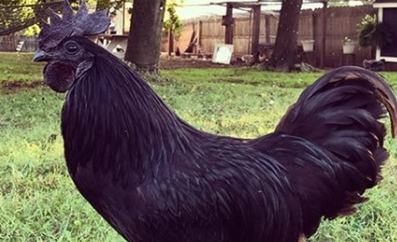 Pollos negros impactan por su extraño aspecto