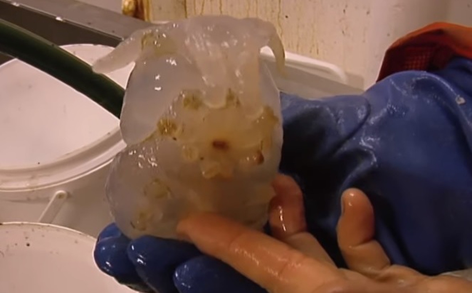 Científicos hallan extraña criatura bajo el hielo de la Antártida