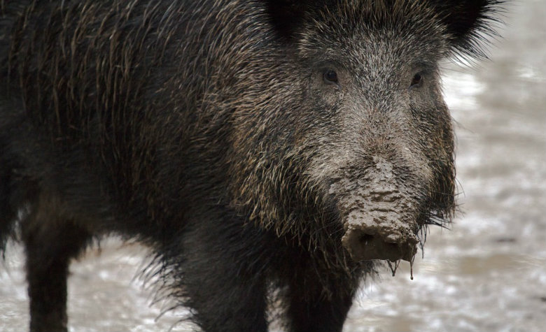 Hombre confunde a su padre con un jabalí: le dispara y lo mata