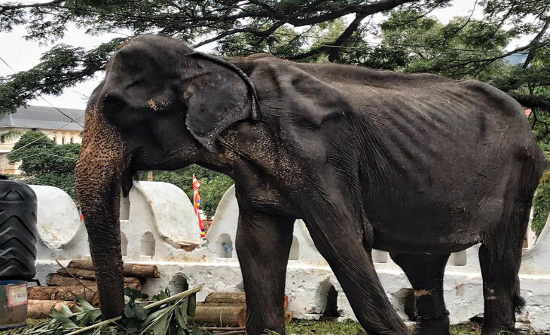 Muere Tikiri, la elefanta que se viralizó por su grave estado de desnutrición (FOTOS)