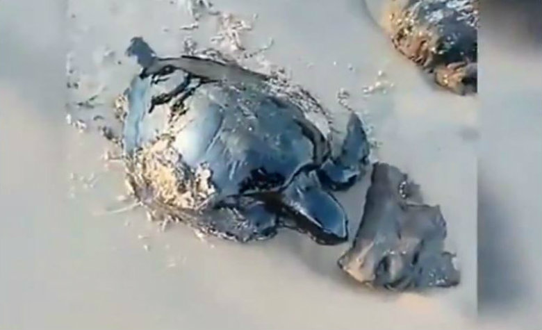 Captan a tortugas llenas de petróleo por derrame en Brasil (VIDEO) 
