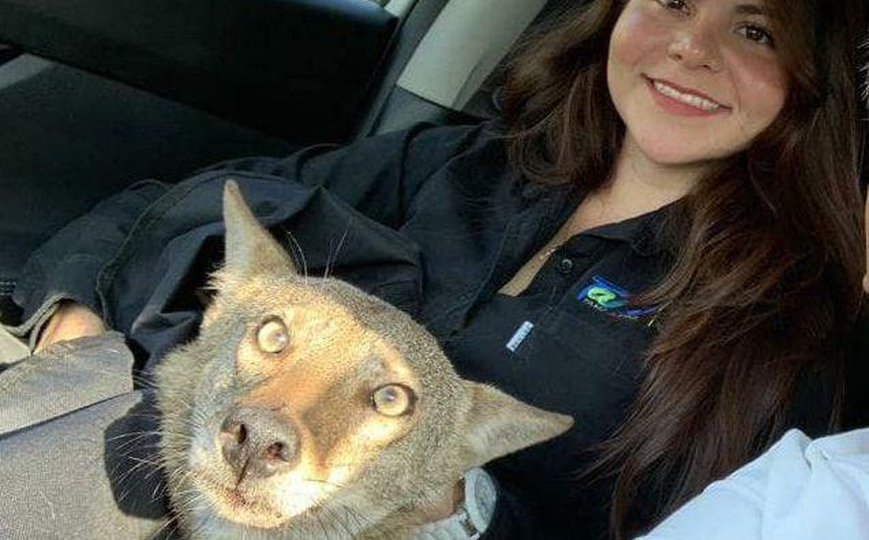 Mujer rescata a coyote al confundirlo con un perro&nbsp;