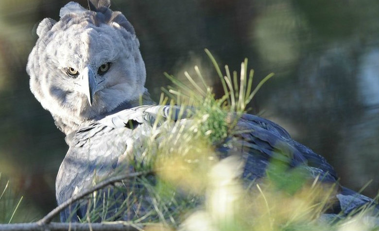 Águila harpía; el gigantesco animal que confunden con personas disfrazadas