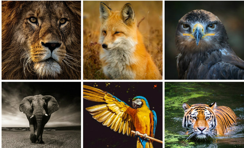 ¿Por qué celebramos el 4 de octubre el Día Mundial de los Animales?
