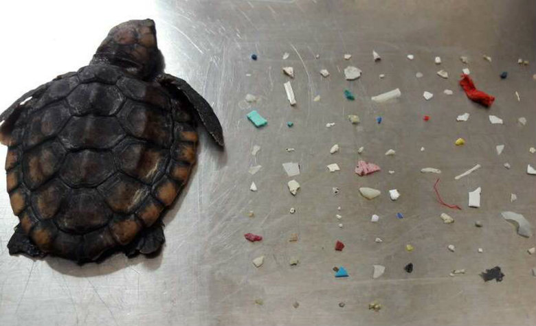 Hallan muerta a tortuga marina con 104 pedazos de plástico en intestinos