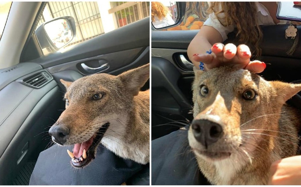 Murió 'Pancho', el coyote que confundieron con un perro