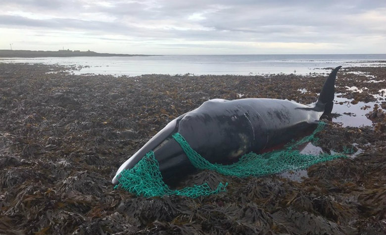 Hallan muerta a ballena embarazada atrapada en una red de pesca