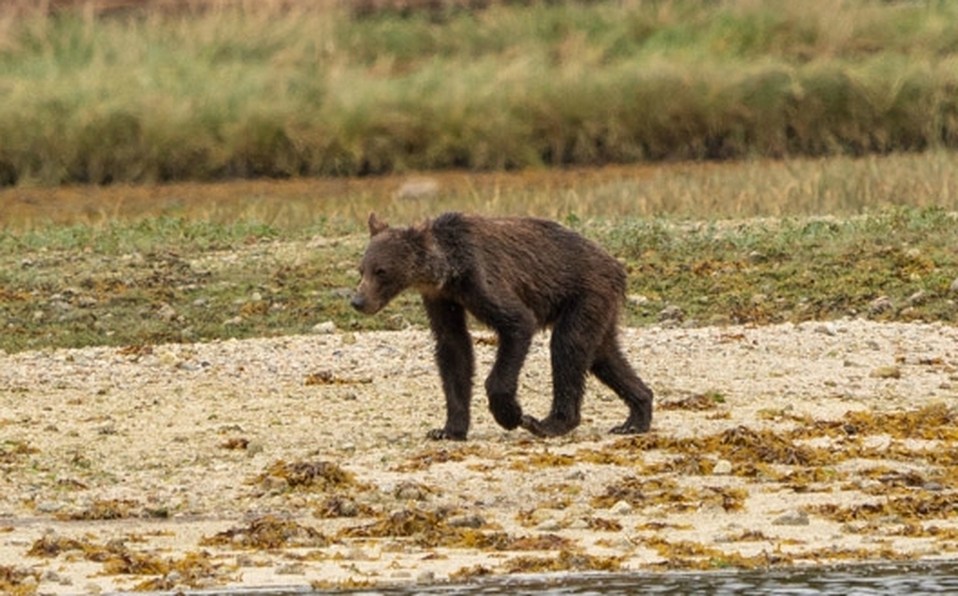 Captan a familia de osos grizzly muriendo de hambre en Canadá
